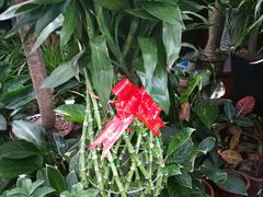-秦美花卉(天朗·莱茵小城2期店)