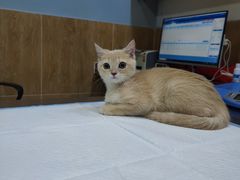 -瑞派名望24h动物医院异宠专科·猫专科·骨科·重症监护分院