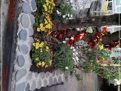 -喵屿·大理花园猫咖