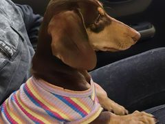 -唐小姐の私宠·宠物洗护美容·撸猫馆·购宠(周浦万达旗舰店)