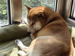 -达爱动物医院·犬猫分区·CT·复杂眼科(远洋山水分院)