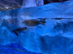 -芜湖新华联大白鲸海洋公园