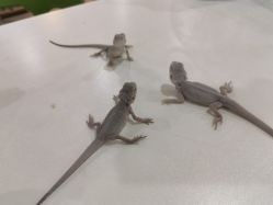 -Moni星球萌宠·小马宝莉·灵蛇·高端高阶全萌宠互动体验俱乐部(红豆国际广场店)
