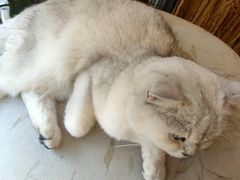 -平行世界·猫咖(首经贸店)