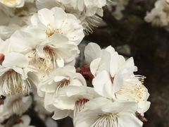 -苏州香山国际大酒店