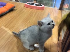 -龟与熊猫宠物公园(南坪店)