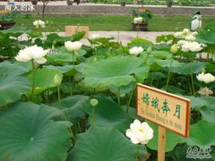 -白洋淀景区