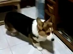 -皇家名犬舍