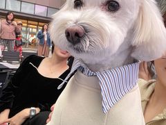 -喜洋洋宠物医院(震川路总店)