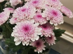 -法桐蛋糕·手作面包(万象城店)
