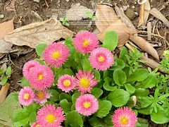 -上海滨江森林公园