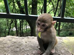 -黔灵山公园