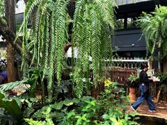 -Fern Forest Cafe