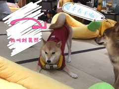 -逗柴咖啡屋·狗咖猫咖宠物桌游