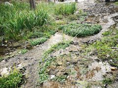 -白水寺森林公园