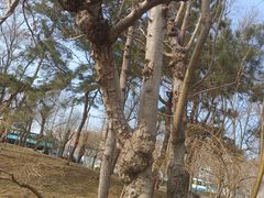 -元大都城垣遗址公园