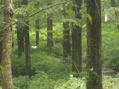 -杭州植物园