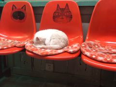 -猫咪博物馆(顶澳仔猫街店)