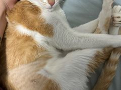 -创凡宠物医院·骨专科  猫科中心(西乡分院)