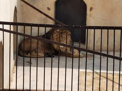-青岛森林野生动物世界