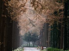 -黄海国家森林公园