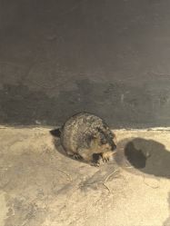 -酷嗒动物文化乐园(cutezoo西溪乐天城店)