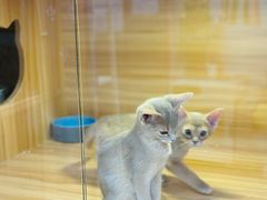 -猫十亿·布偶金渐层·曼基康矮脚猫舍(青年路店)
