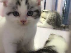 -喵的天空名猫咖啡馆·撸猫·猫舍·用品