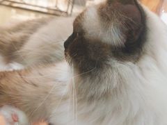 -糯米喵星人·撸猫猫舍咖啡馆(西市场嘉华店)