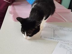 -北京观赏动物医院·24小时大型综合·猫专科·异宠专科