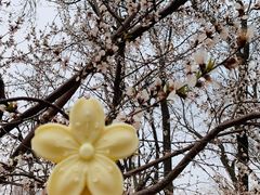 -桃花堤公园