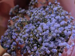 -循礼门鲜花花市(武汉循礼门店)