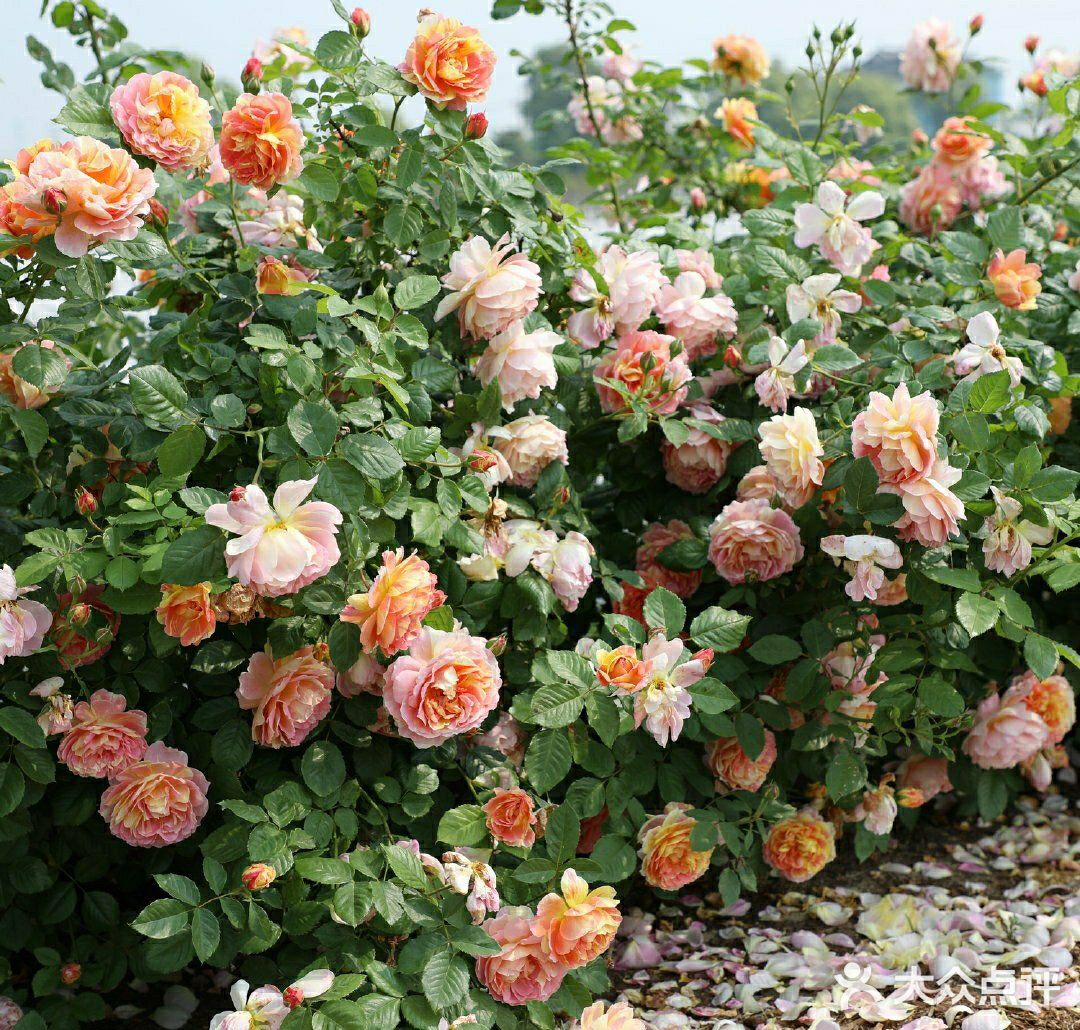 月季,地栽,如何施肥? 一,步骤 1