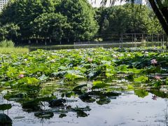 -白塘生态植物园