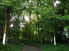 -桤木河湿地公园