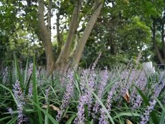 -西湖外事游船(花港观鱼码头)