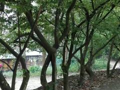 -国恩寺