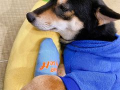 -逗柴咖啡屋·狗咖猫咖宠物桌游