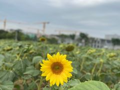 -光明小镇欢乐田园