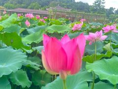 景点-广州莲花山旅游区