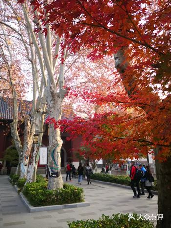 久闻栖霞山枫叶的大名，周日一早7：10打车从市中心去