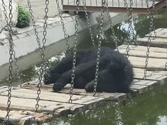-栾川竹海野生动物园