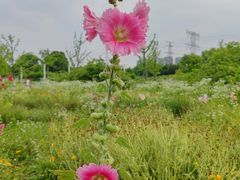 -九里河湿地公园