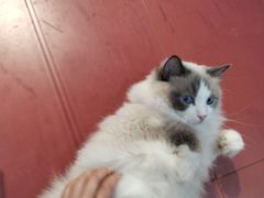 -和它·交个朋友·狗咖猫咖(爱琴海店)