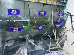 -鱼教头石泉老街石锅鱼(高新店)