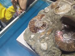 -青岛贝壳博物馆