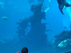 -海棠湾洲际-涛·海底餐厅·美人鱼·自助餐·海底隧道