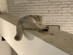-有猫主题·治愈系猫咖(曾厝垵店)