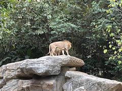 -广州长隆野生动物世界