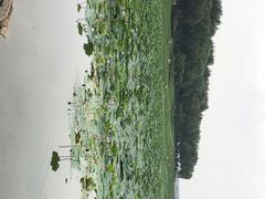 -丁香湖公园